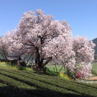 百年桜