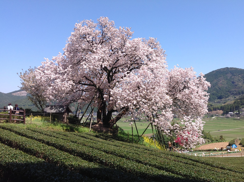 百年桜