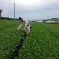 陣野茶園にて