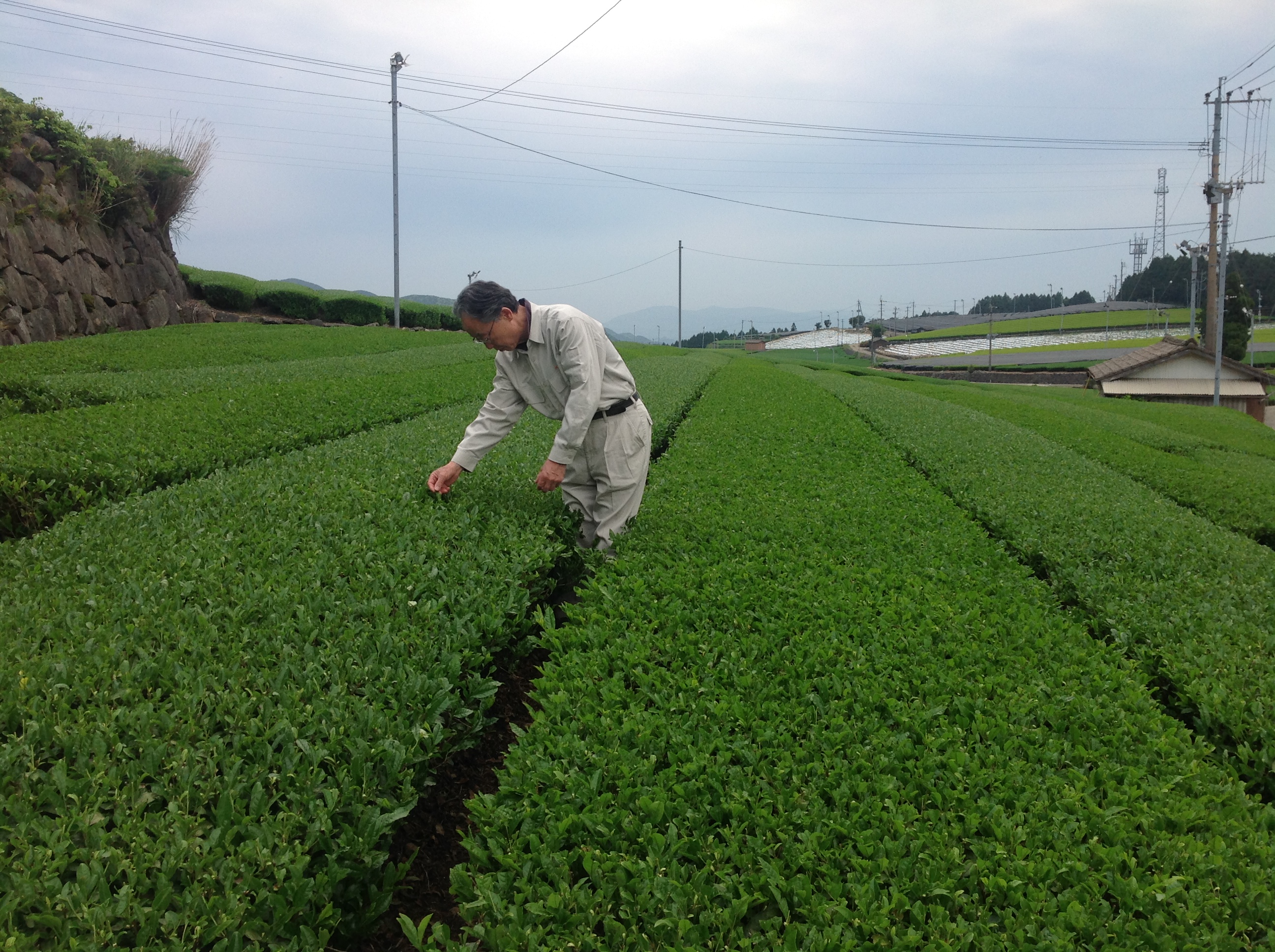 陣野茶園にて